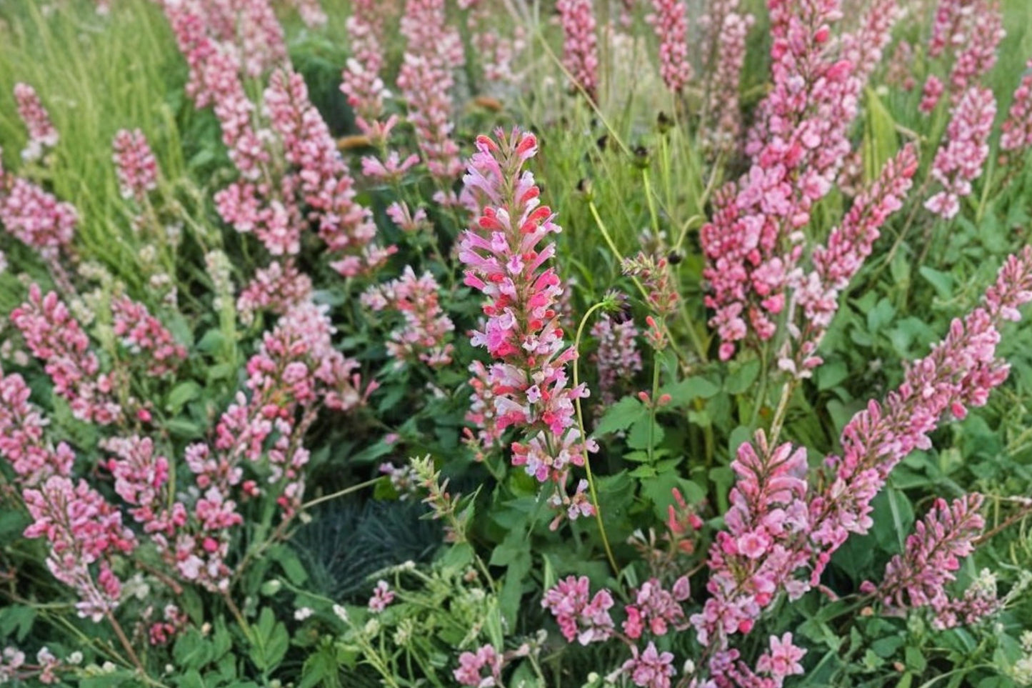 Pink Pop Agastache Live Plant | Agastache 'Pink Pop' | Hummingbird Mint Pollinator Perennial Herb
