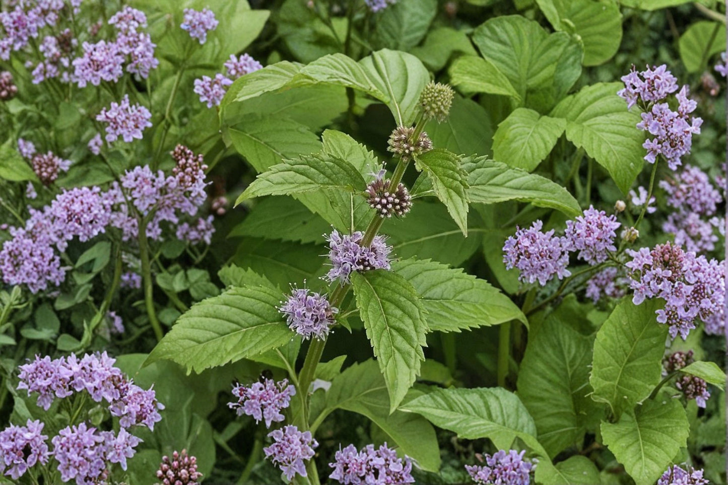 Wild Mint Live Plant | Mentha arvensis | Field Mint Fragrant Culinary Herb Starter Plant for Tea & Cooking