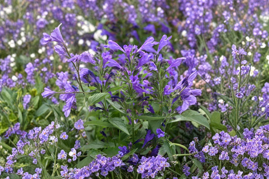 Prelude Purple Catmint Live Plant | Nepeta 'Prelude Purple' | Fragrant Pollinator Perennial Lavender Flowers