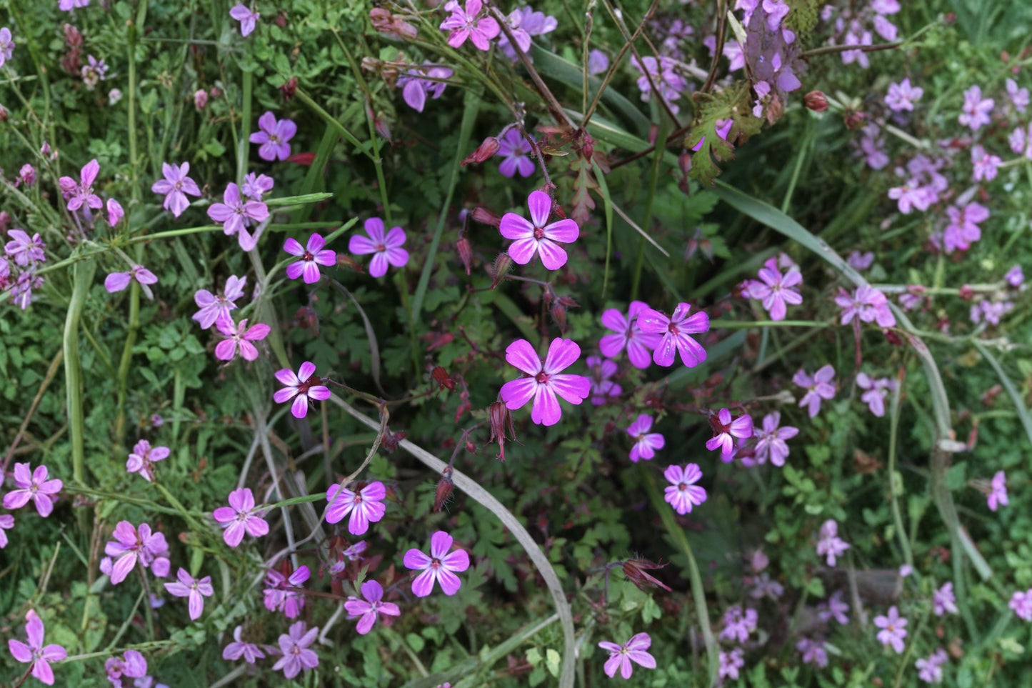 Herb Robert Live Plant | Geranium robertianum | Native Wild Geranium Pollinator Perennial Woodland Plant