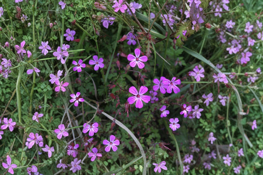 Herb Robert Live Plant | Geranium robertianum | Native Wild Geranium Pollinator Perennial Woodland Plant