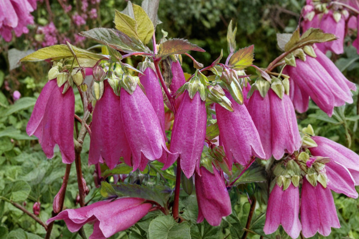 Red Leaf Spotted Bellflower Live Plant | Campanula punctata var. rubrifolia | Purple Foliage Pollinator Perennial