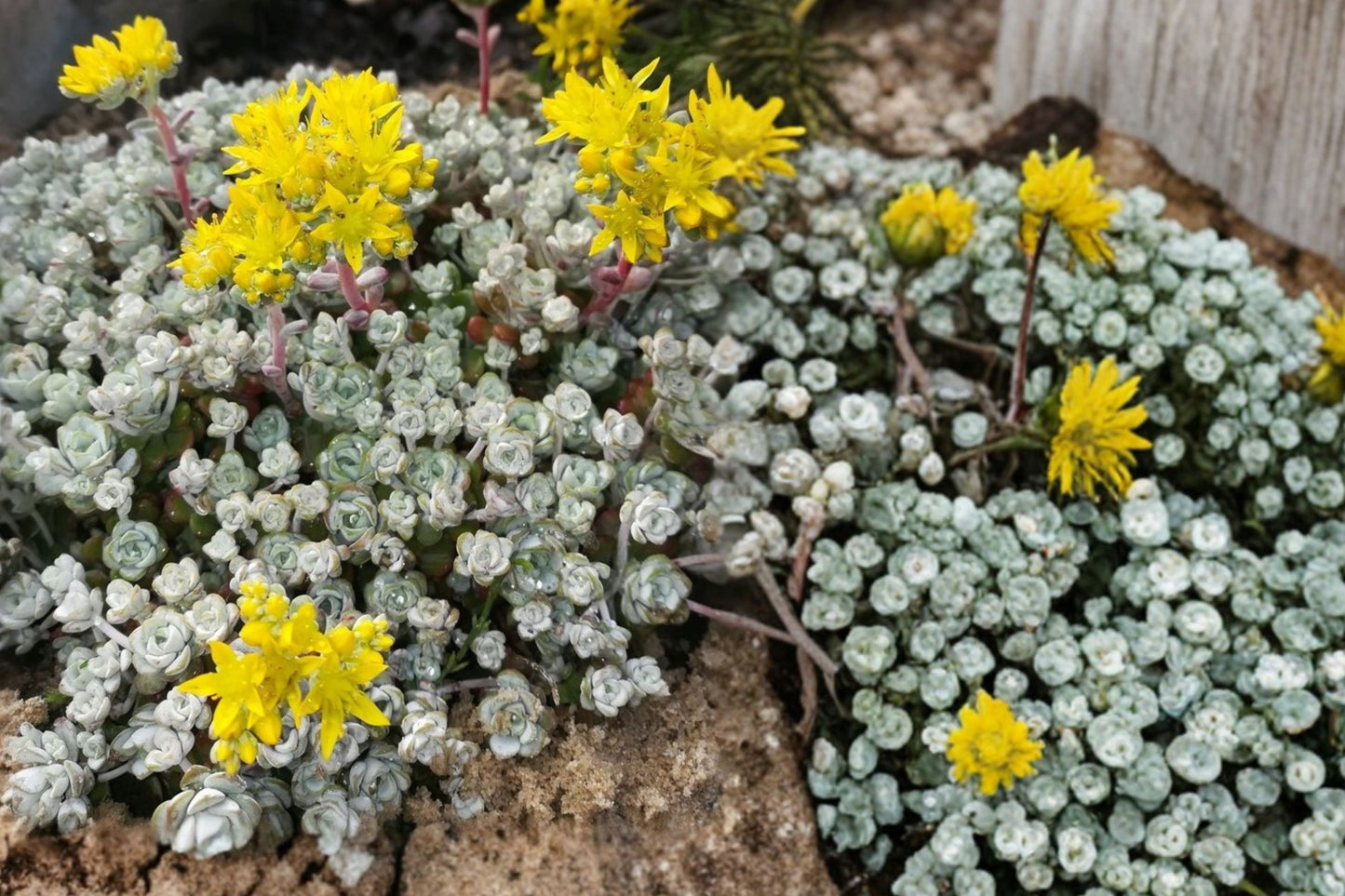 Silver Drops Stonecrop Live Plant | Sedum 'Silver Drops' | Silver Foliage Succulent Ground Cover Perennial