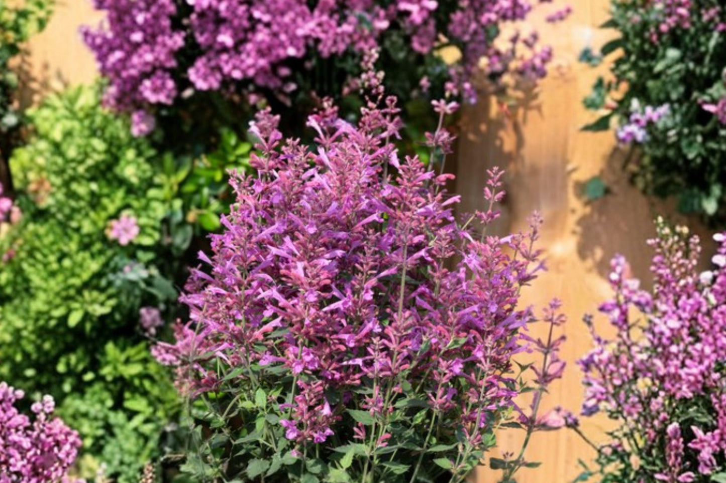 Summerlong Magenta Agastache Live Plant | Agastache 'Summerlong Magenta' | Hummingbird Mint Pollinator Perennial