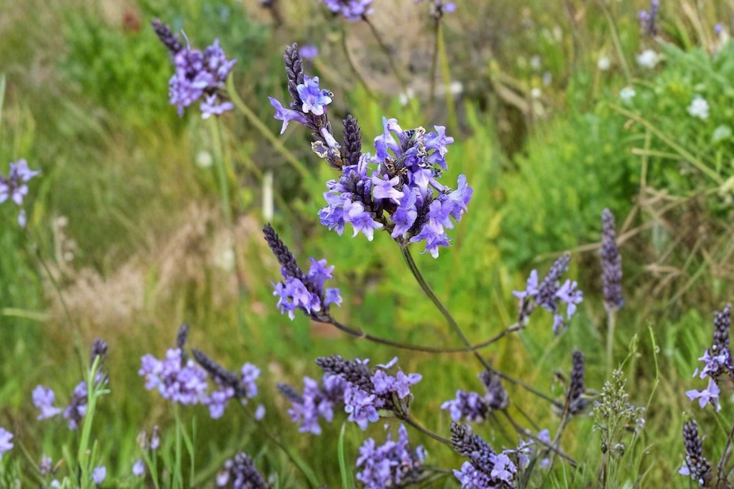 Canary Island Lavender Live Plant | Lavandula canariensis | Fragrant Fernleaf Lavender Pollinator Starter Plant