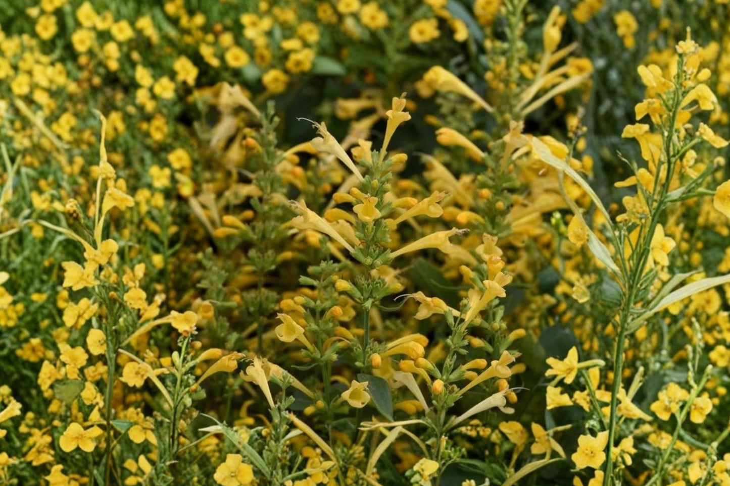 Summerlong Lemon Agastache Live Plant | Agastache 'Summerlong Lemon' | Hummingbird Mint Pollinator Perennial