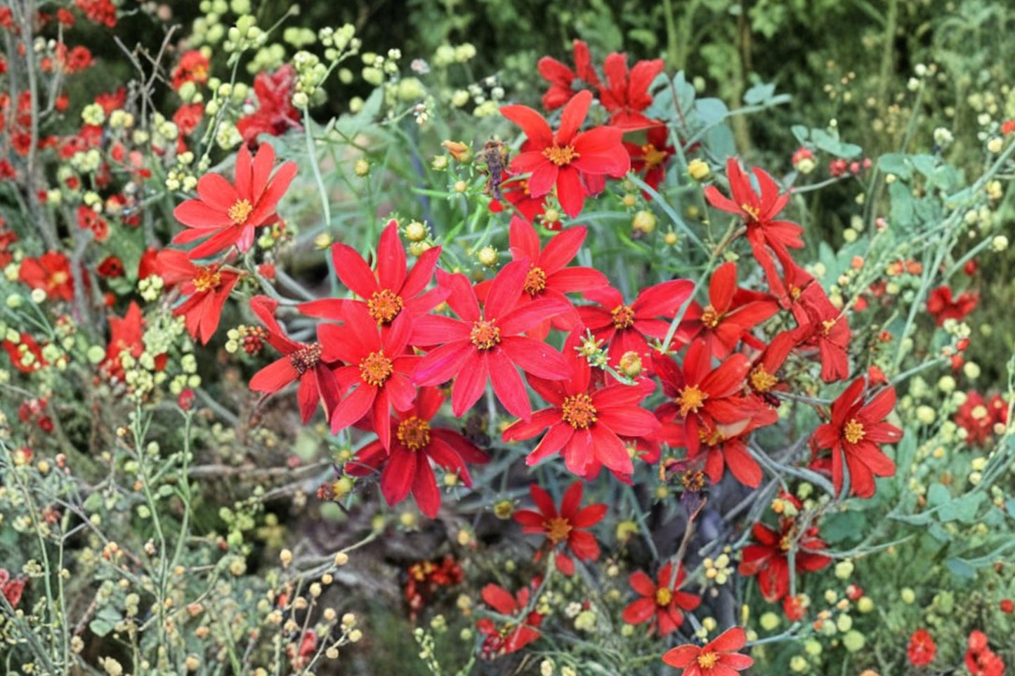 Sizzle & Spice® Hot Paprika Coreopsis Live Plant | Coreopsis 'Hot Paprika' | Red Pollinator Perennial