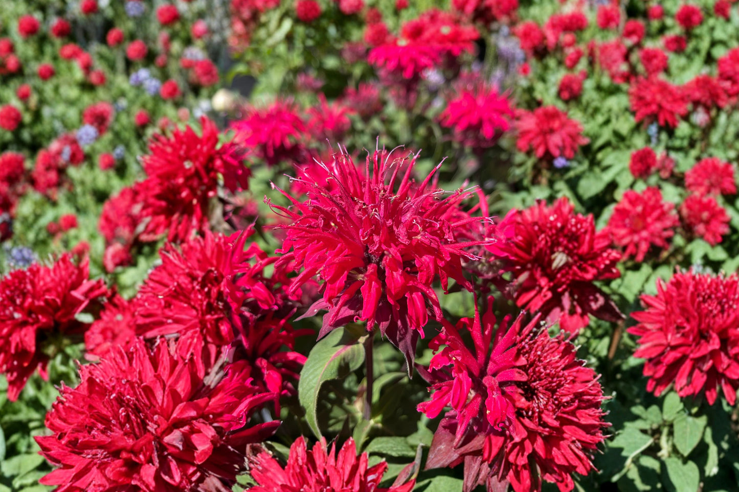 Bee-Mine® Red Bee Balm Live Plant | Monarda 'Bee-Mine Red' | Red Pollinator Perennial Hummingbird Plant