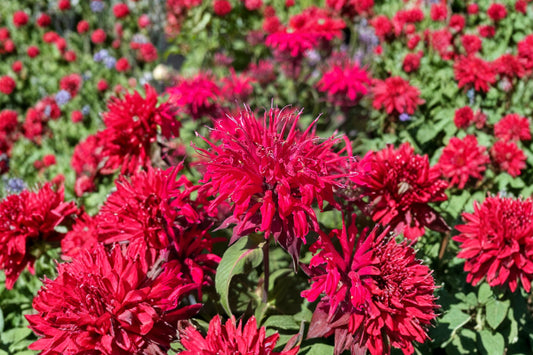 Bee-Mine® Red Bee Balm Live Plant | Monarda 'Bee-Mine Red' | Red Pollinator Perennial Hummingbird Plant