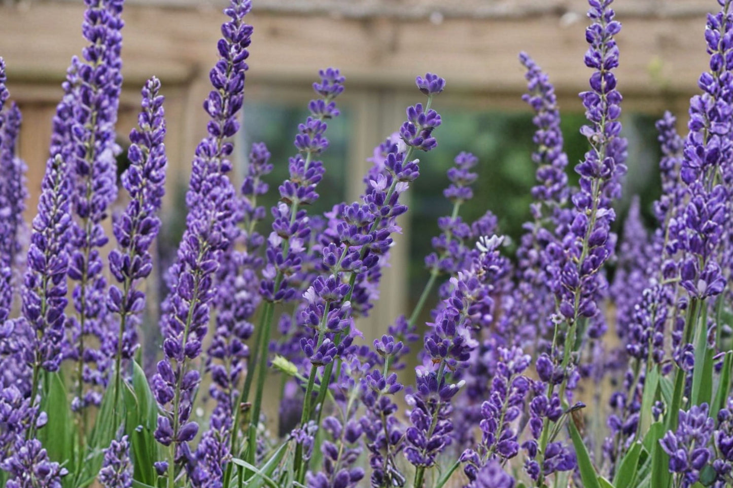 Big Time Blue Lavender Live Plant | Lavandula angustifolia | Fragrant Blue English Lavender Pollinator Herb