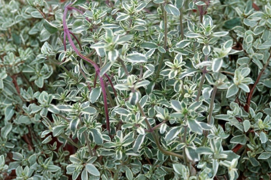 Silver Edged Thyme Live Plant | Thymus vulgaris 'Silver Posie' | Variegated Culinary Herb Perennial Starter Plant