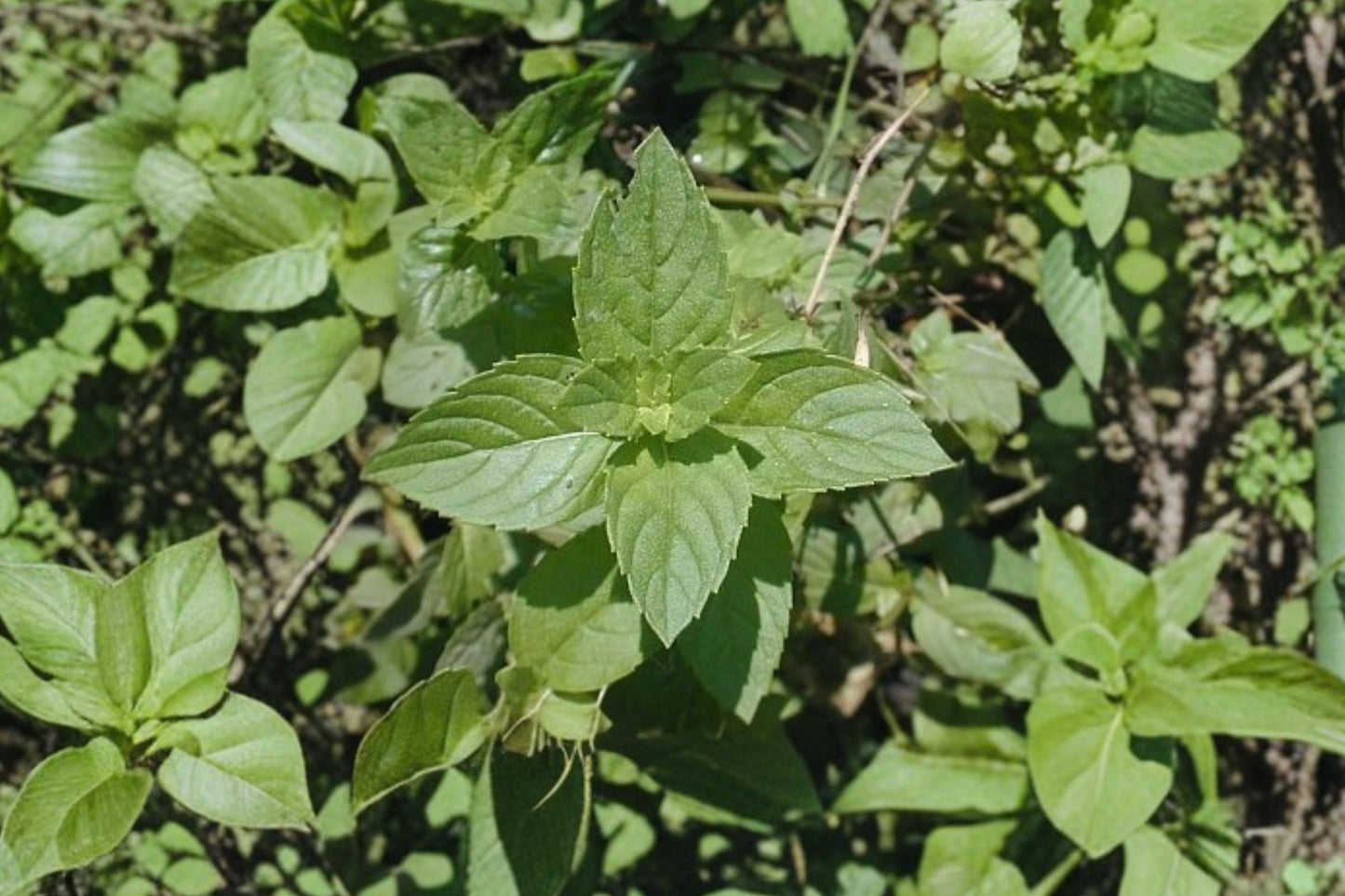 Red Mint Live Plant | Mentha × gentilis | Red Stem Mint Fragrant Culinary Herb Starter Plant
