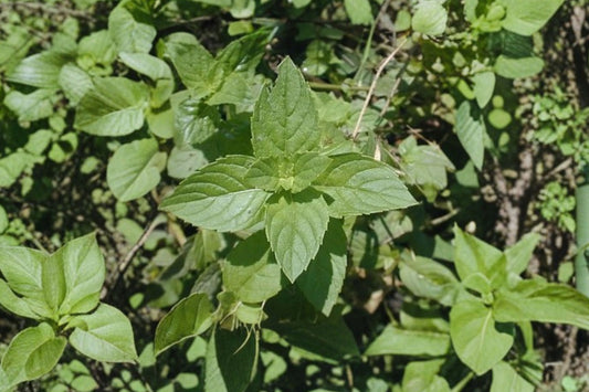 Red Mint Live Plant | Mentha × gentilis | Red Stem Mint Fragrant Culinary Herb Starter Plant