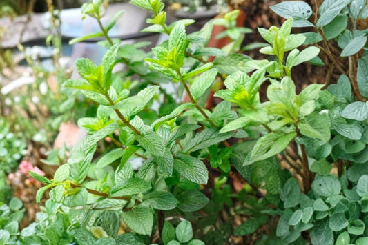 Mint Julep Spearmint Live Plant | Mentha spicata | Fragrant Culinary Herb Starter Plant for Tea & Cocktails
