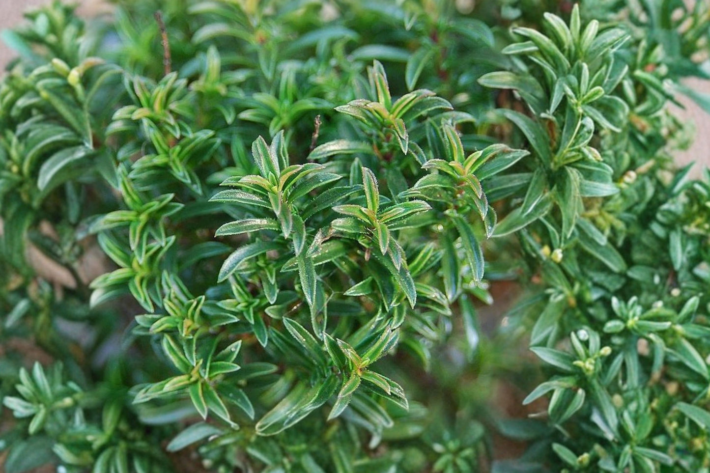 Creeping Winter Savory Live Plant | Satureja spicigera | Aromatic Evergreen Herb Ground Cover Starter Plant