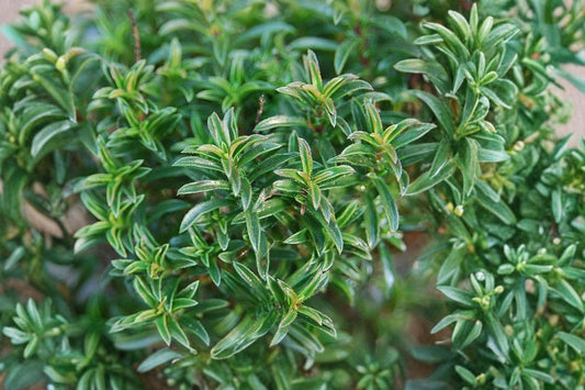 Creeping Winter Savory Live Plant | Satureja spicigera | Aromatic Evergreen Herb Ground Cover Starter Plant