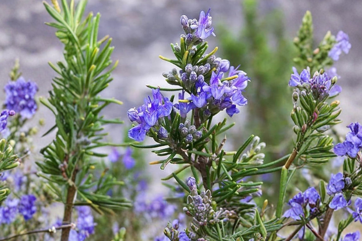 Pine Leaf Rosemary Live Plant | Salvia rosmarinus 'Pine Leaf' | Fragrant Culinary Evergreen Herb Starter Plant