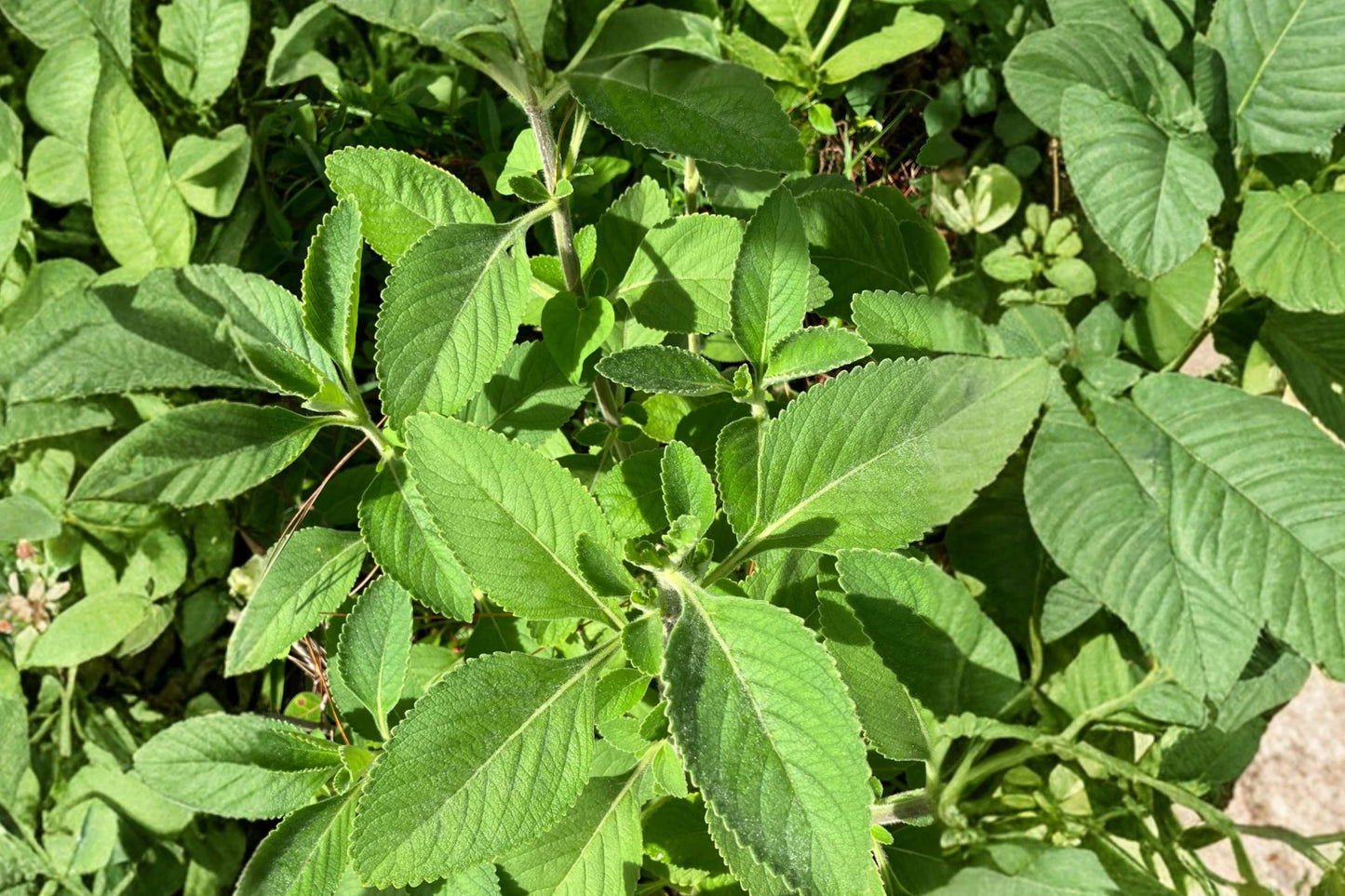 Toilet Paper Plant Live Plant | Plectranthus barbatus | Soft Fuzzy Leaf Medicinal Herb Starter Plant