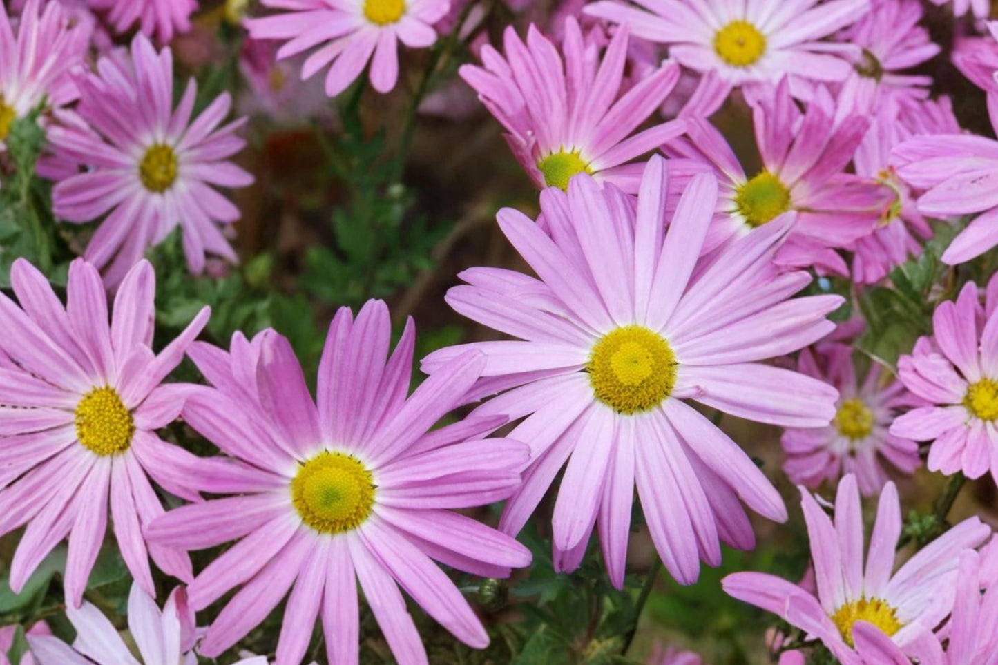 Clara Curtis Chrysanthemum Live Plant | Chrysanthemum 'Clara Curtis' | Pink Hardy Garden Mum Pollinator Perennial