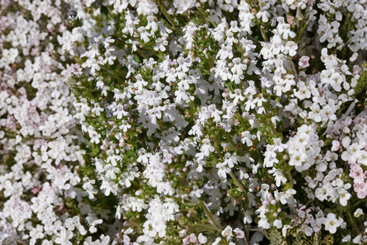 Orange Balsam Thyme Live Plant | Thymus fragrantissimus | Citrus Scented Culinary Herb Starter Plant