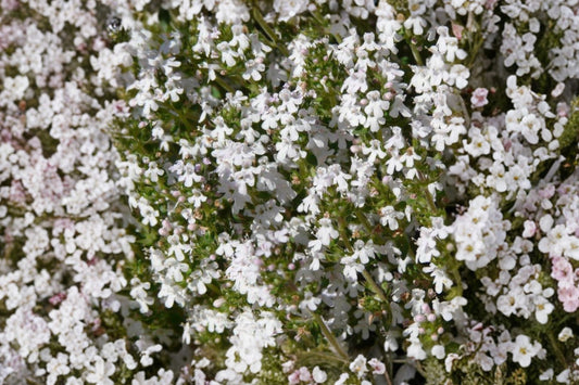 Orange Balsam Thyme Live Plant | Thymus fragrantissimus | Citrus Scented Culinary Herb Starter Plant