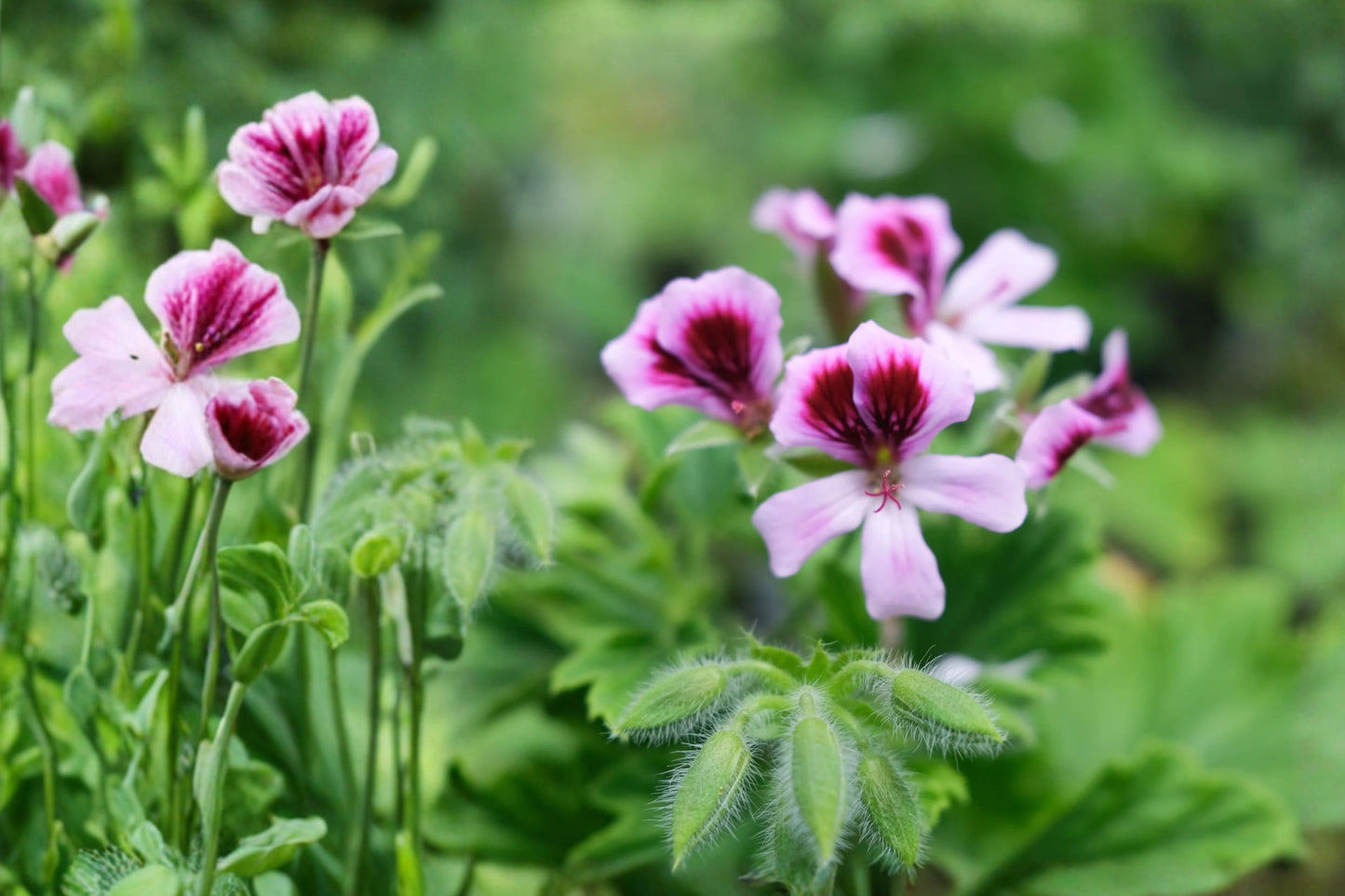 Ace High Scented Geranium Live Plant | Pelargonium 'Ace High' | Fragrant Ornamental Patio Starter Plant