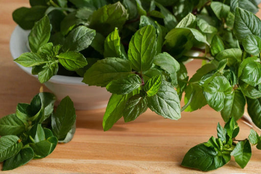 Citrus Mint Live Plant | Mentha | Fragrant Culinary Herb Starter Plant for Tea, Cocktails & Cooking
