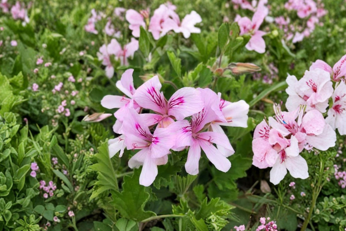 Lemon Crispum Scented Geranium Live Plant | Pelargonium crispum | Lemon Scented Fragrant Herb Starter Plant