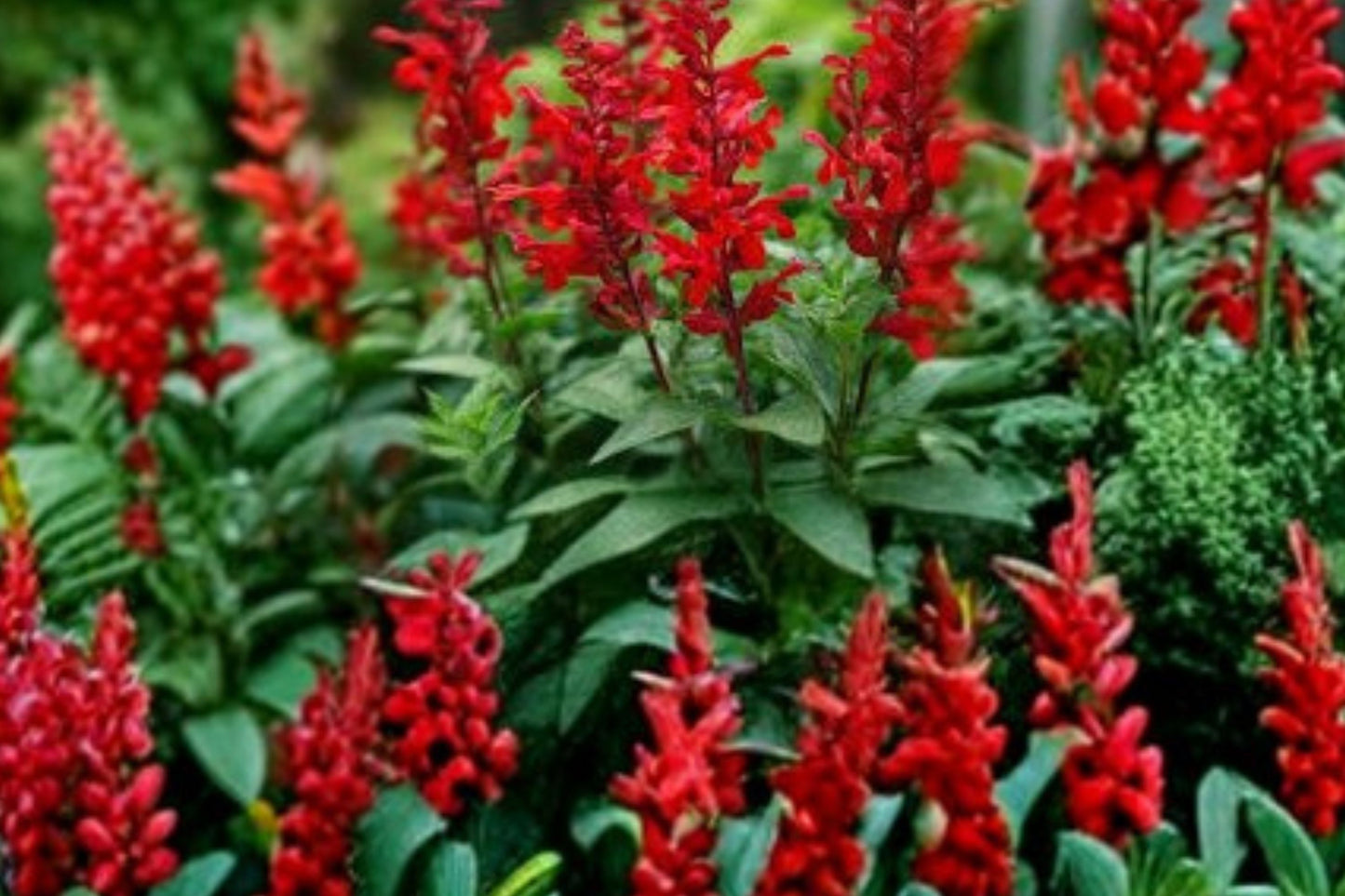 Cardinal Sage Live Plant | Salvia fulgens | Scarlet Red Hummingbird Sage Pollinator Starter Plant