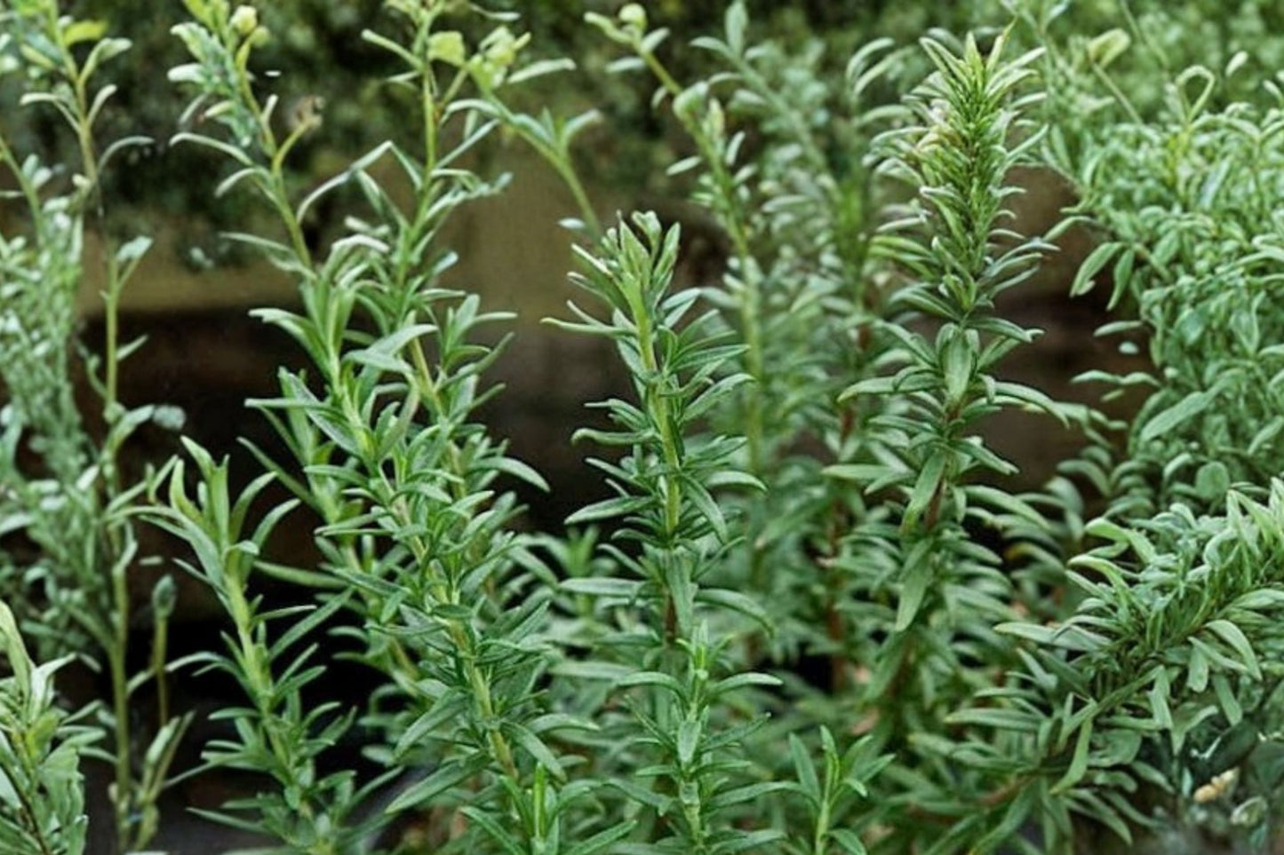 Spice Island Rosemary Live Plant | Salvia rosmarinus 'Spice Island' | Fragrant Culinary Evergreen Herb Starter Plant