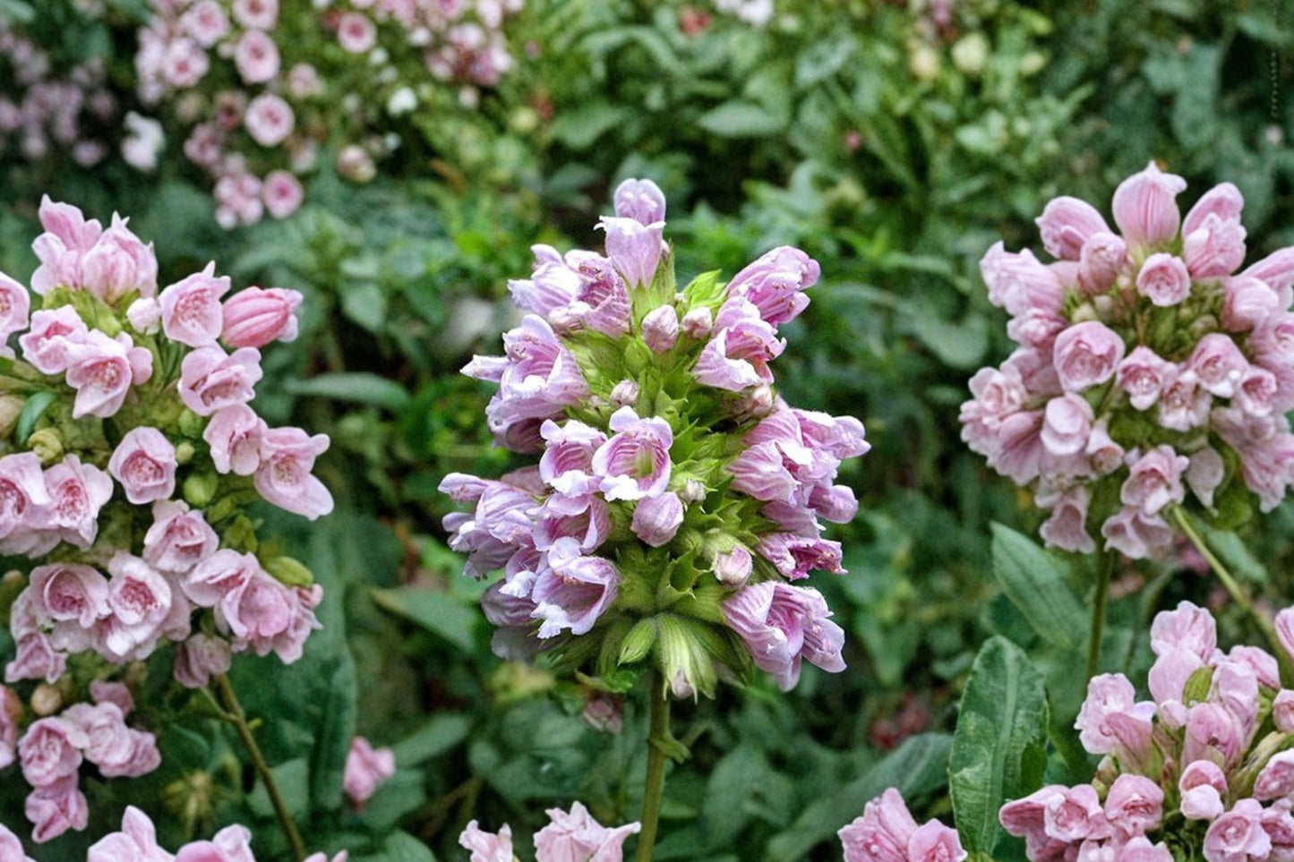 Canary Balm Live Plant | Cedronella canariensis | Aromatic Pollinator Herb Pink Flower Starter Plant