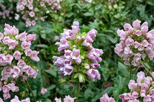 Canary Balm Live Plant | Cedronella canariensis | Aromatic Pollinator Herb Pink Flower Starter Plant