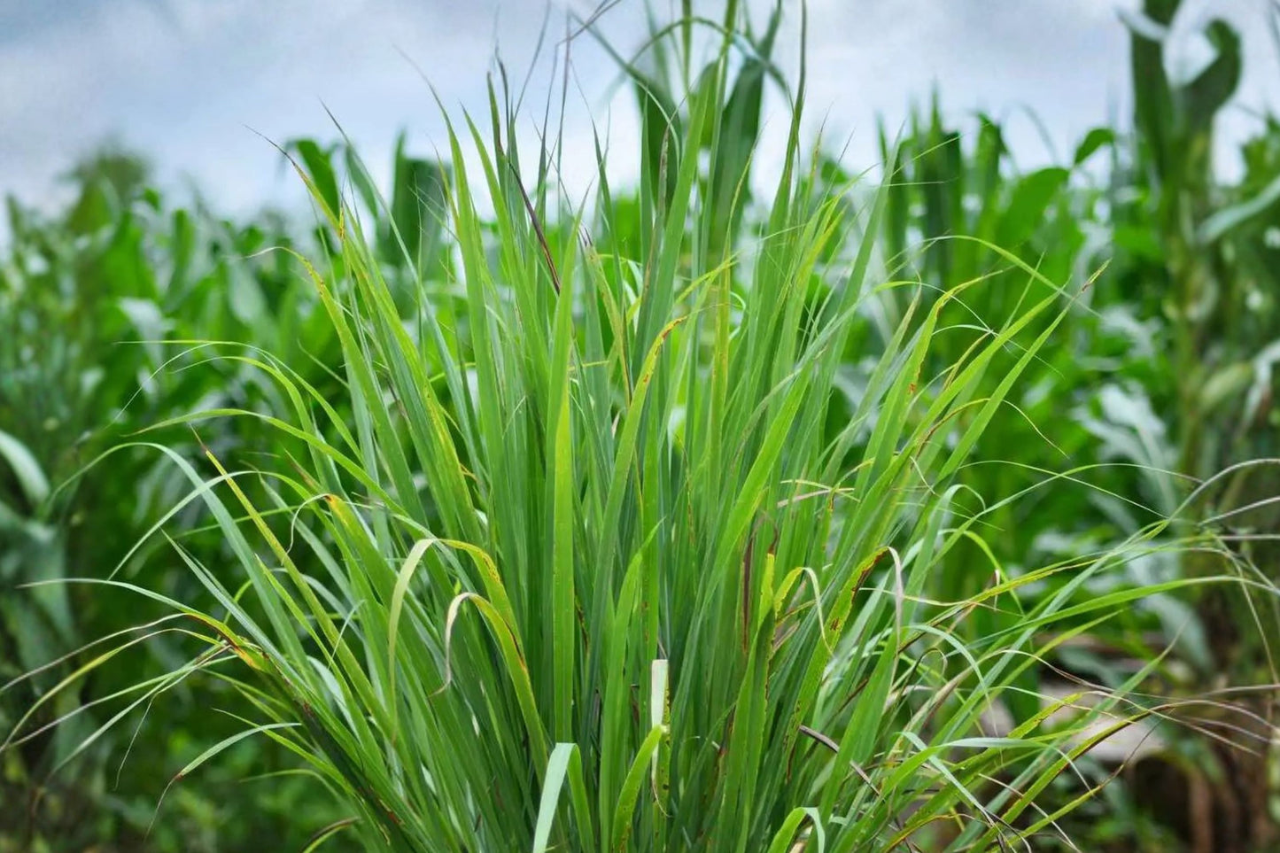West Indian Lemongrass Live Plant | Cymbopogon citratus | Lemon Grass Culinary Herb Starter Plant for Tea & Cooking