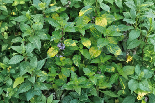 Double Mint Live Plant | Mentha × gracilis | Ginger Mint Fragrant Culinary Herb Starter Plant