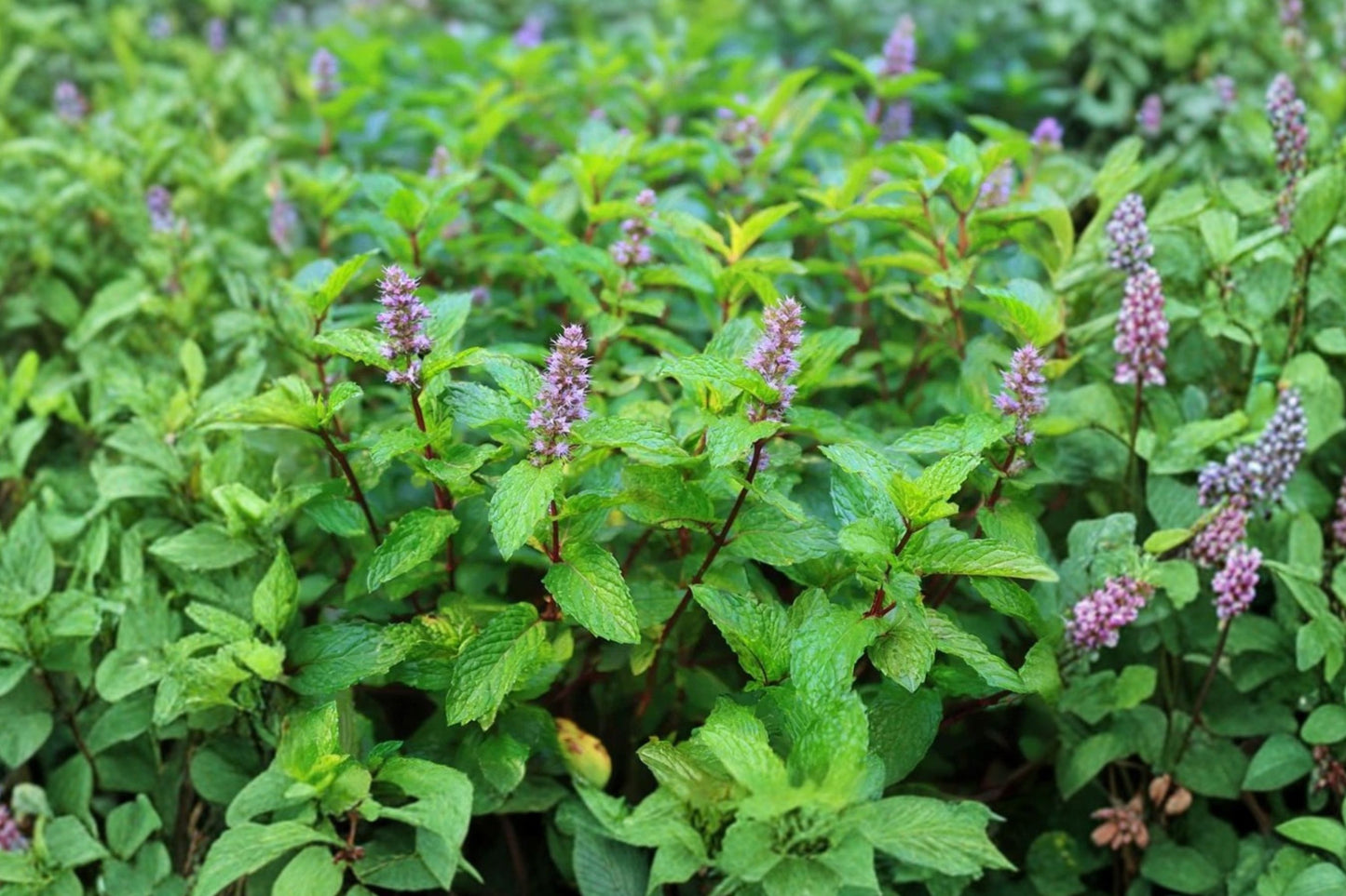 Fruit Mint Live Plant | Mentha Hybrid | Sweet Fragrant Culinary Herb Starter Plant for Tea & Cooking