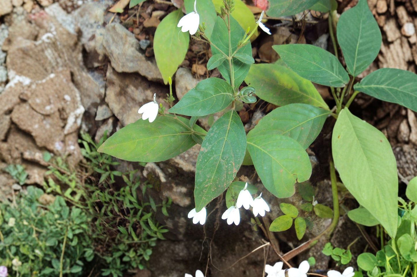 White Crane Flower Live Plant | Rhinacanthus nasutus | Medicinal Shrub White Blooms Tropical Starter Plant