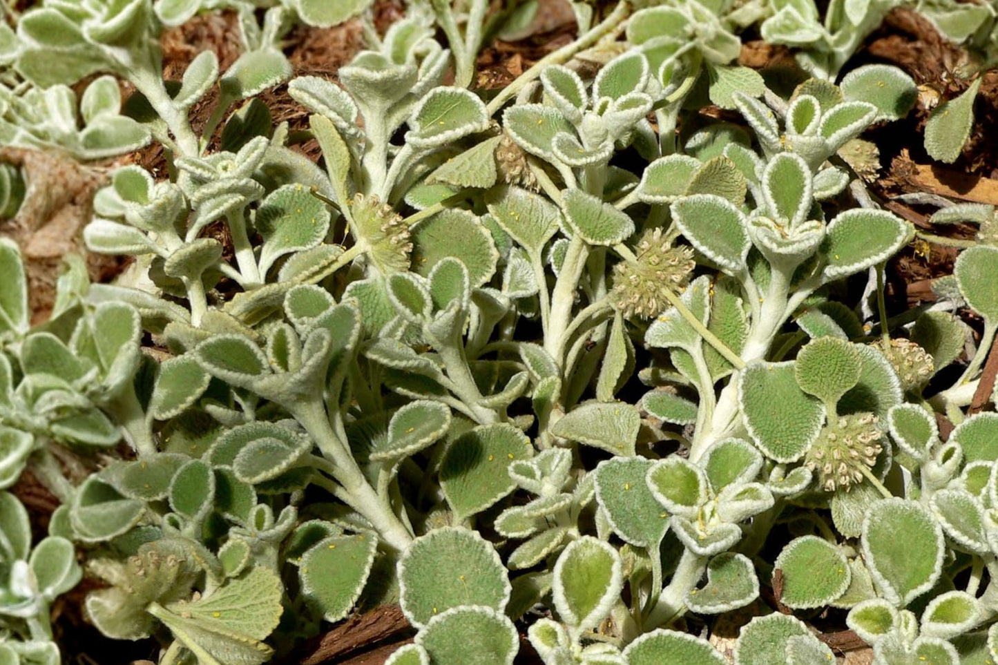 Marrubium incanum Live Plant | Woolly Horehound Starter Plant | Silver Foliage Drought Tolerant Herb