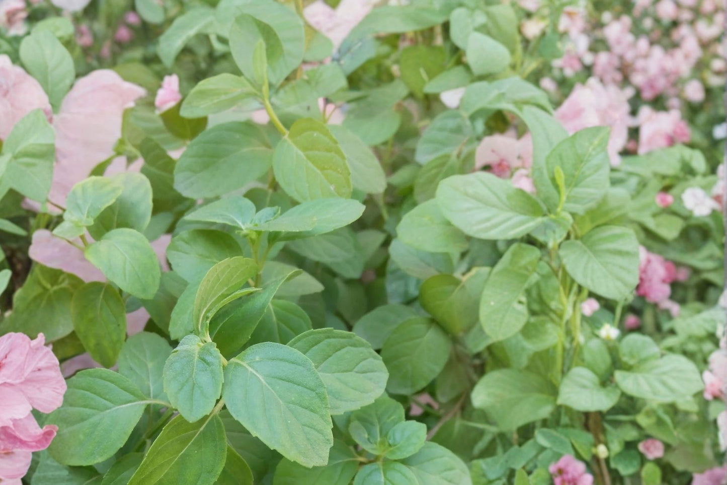 French Peppermint Live Plant | Mentha × piperita | Fragrant Culinary Herb Starter Plant for Tea & Cooking