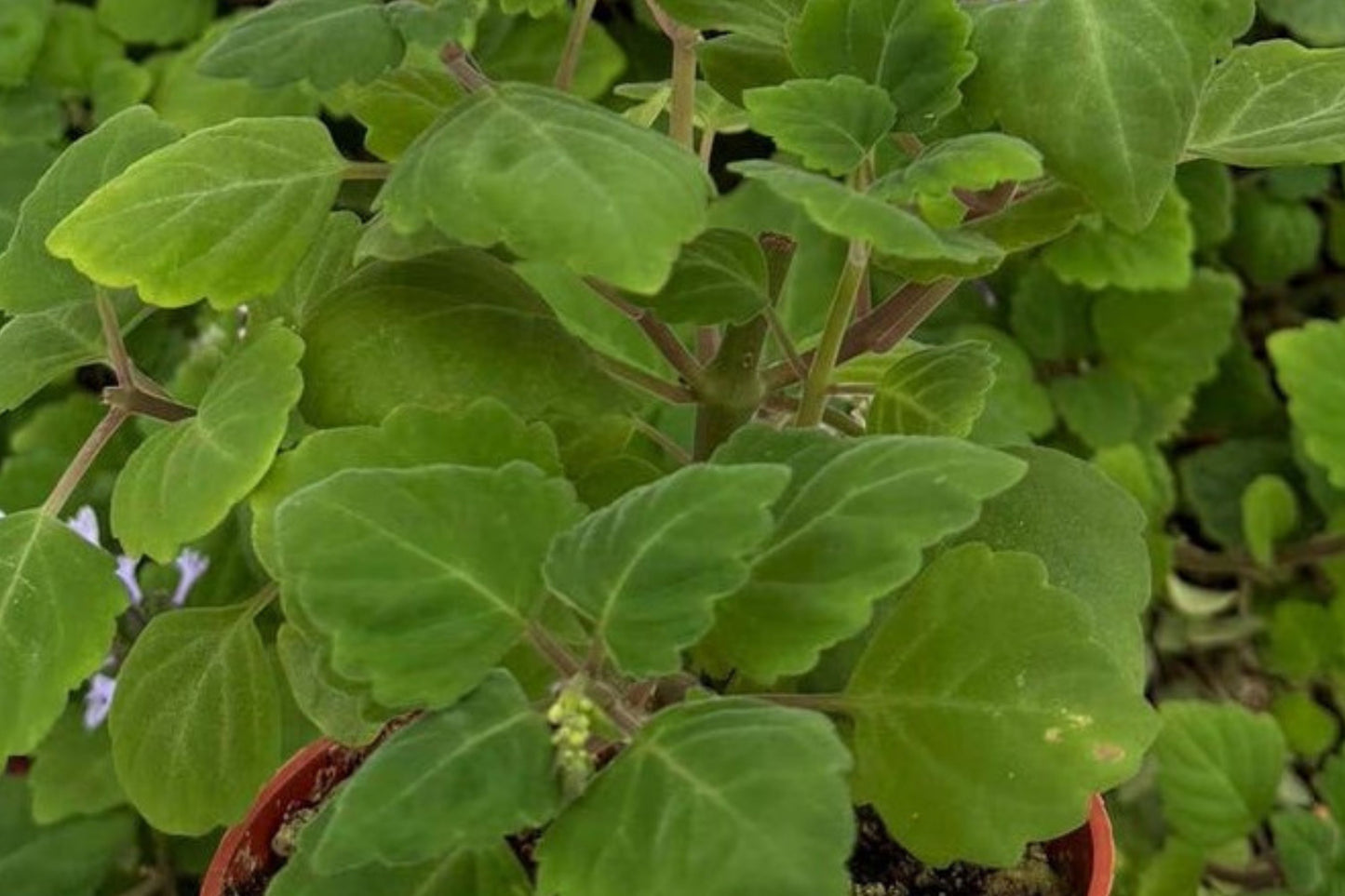 Duck's Foot Plectranthus Live Plant | Plectranthus 'Duck's Foot' | Fragrant Fuzzy Foliage Houseplant Starter