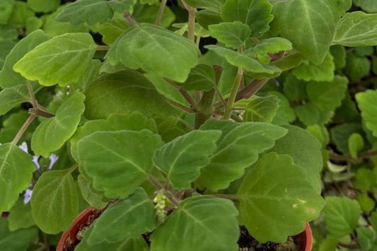 Duck's Foot Plectranthus Live Plant | Plectranthus 'Duck's Foot' | Fragrant Fuzzy Foliage Houseplant Starter