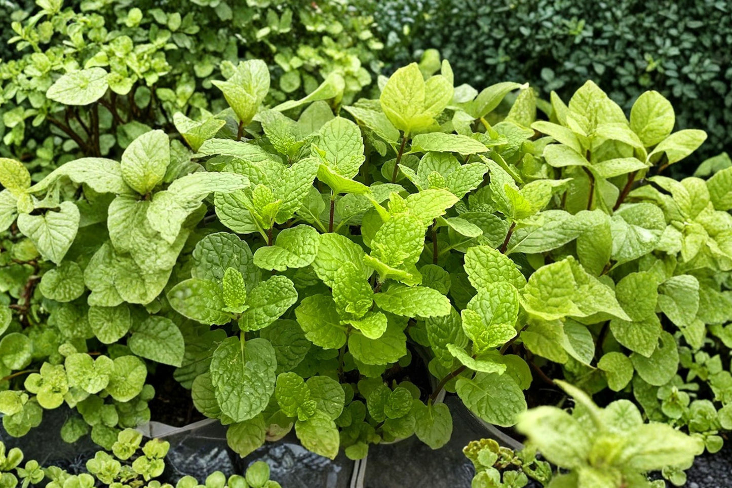 Cocktail Mint Live Plant | Mentha Hybrid | Fragrant Culinary Herb Starter Plant for Mojitos, Juleps & Tea