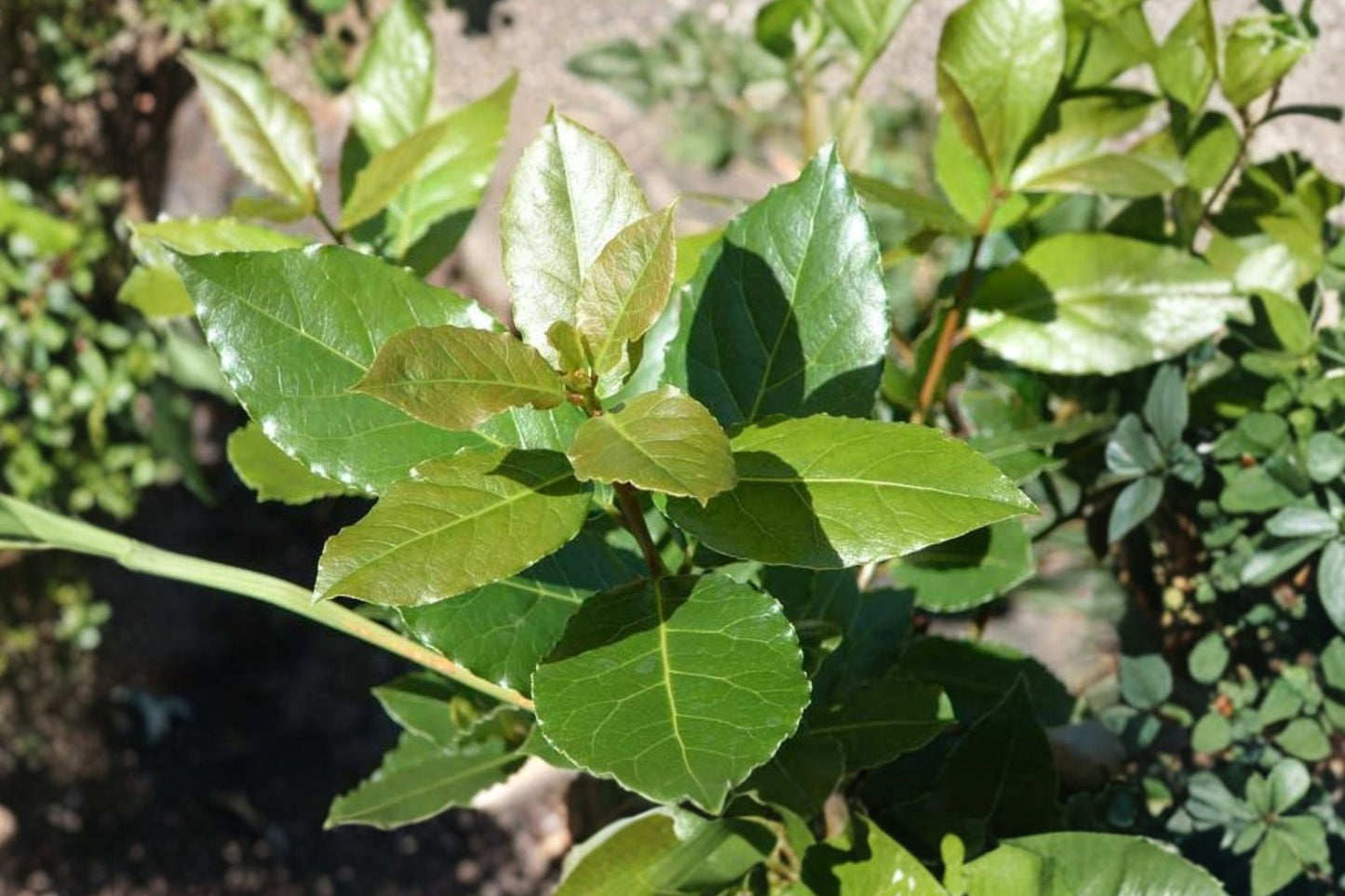 Bay Laurel Live Plant | Laurus nobilis | Bay Leaf Culinary Herb Evergreen Starter Plant