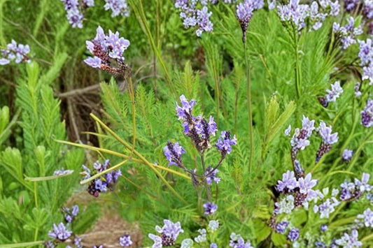 Buchii Lavender Live Plant | Lavandula buchii | Fragrant Purple Flower Evergreen Starter Plant