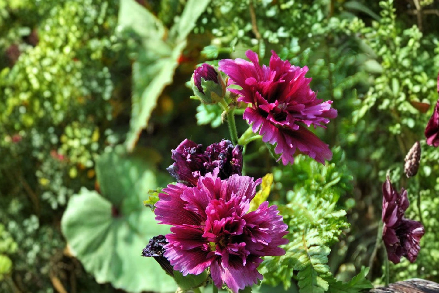 Queeny Purple Hollyhock Live Plant | Alcea rosea 'Queeny Purple' | Double Purple Flower Starter Plant