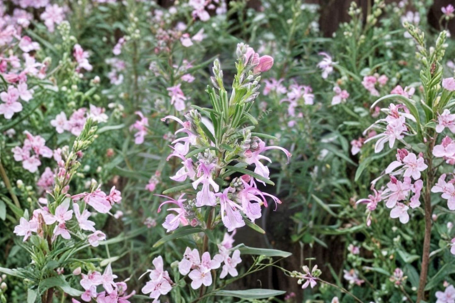 Pink Upright Rosemary Live Plant | Salvia rosmarinus 'Pink Upright' | Fragrant Culinary Evergreen Herb Starter Plant