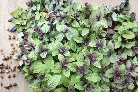 Magic Mountain Basil Live Plant | Ocimum basilicum 'Magic Mountain' | Culinary Herb Pollinator Starter Plant
