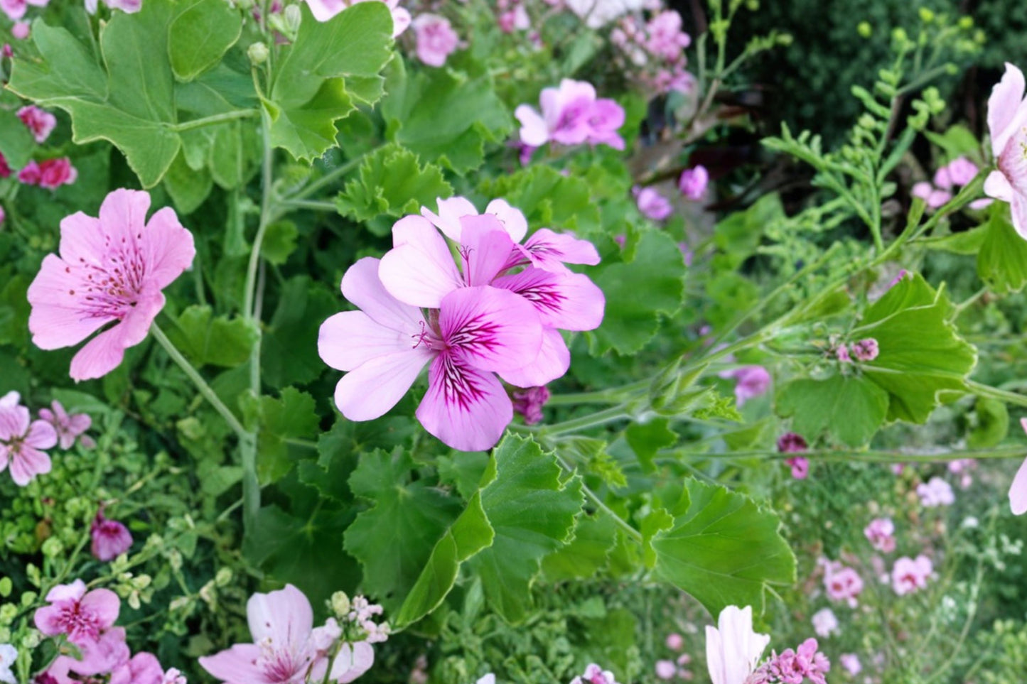 Lime Scented Geranium Live Plant | Pelargonium | Fragrant Citrus Herb Starter Plant for Containers & Patios