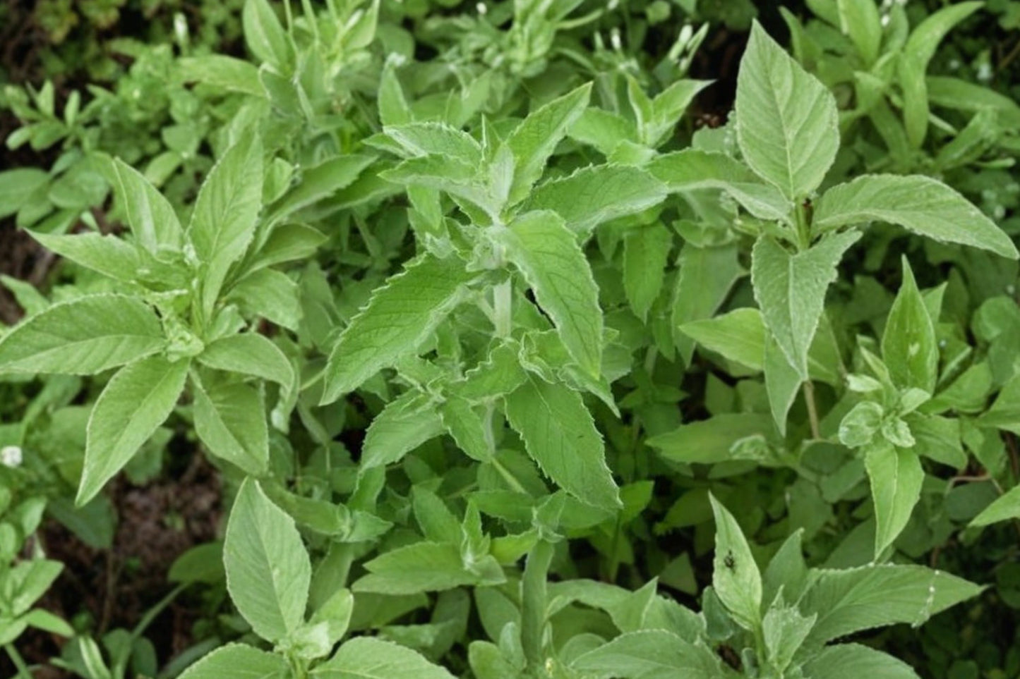 Fuzzy Chinese Mint Live Plant | Mentha | Soft Leaf Fragrant Culinary Herb Starter Plant for Tea & Cooking