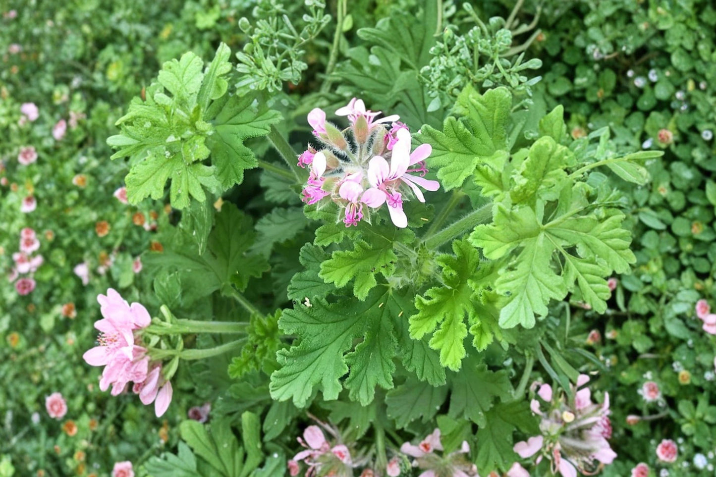 Fingerbowl Lemon Scented Geranium Live Plant | Pelargonium | Lemon Fragrant Herb Starter Plant
