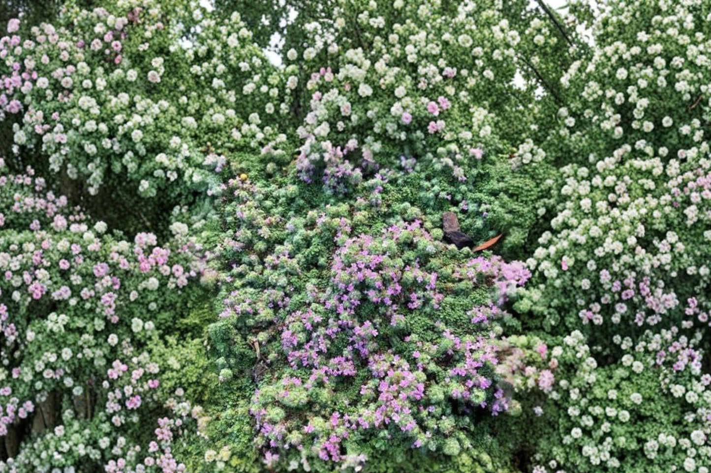 Minus Creeping Thyme Live Plant | Thymus 'Minus' | Miniature Evergreen Ground Cover Starter Plant